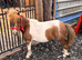 29&rdquo; sps reg skewbald mare in foal