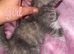 Kittens for sale!!!