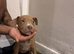 Puppy staffy mixed with Belgium Malinios