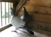 2 BARLESS BLUE COCKS