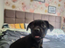 Dachshund x french bulldog