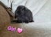 Mini lop 3 girls 4 boys left