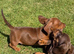 Miniature Dachshund pups