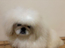White male Pekingese