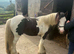 Gypsy cob