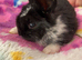 8 beautiful multi colour mini lop babies