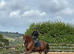 Quality Dressage Gelding