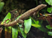 Mourning geckos