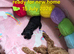 Unique bundle joy cavapoo