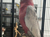 Hand Reared Baby Galah Cockatoos