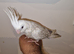 Hand tame baby cockatiel