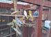 Budgies for sale.....