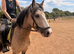 Dun cob mare