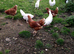 Various breeds of laying hens and ducks