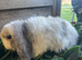 Gorgeous pure Mini lops