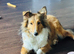 Sable Shetland sheepdog girl