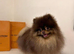Exotic Pomeranians