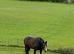 Thoroughbred