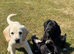Cockerdor Puppies Cocker Spaniel X Labrador.