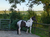 Two ponies for sale