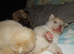 Chowdaneski puppies!