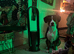 swiss mountain dog