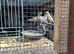 Birds for sale