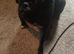 4 year old pug