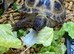 GARDEN TORTOISES CB in 2024 BIGGER than normally offered