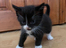 Ragdoll cross Kittens for sale