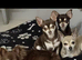 Tiny Long hair chocolate chihuahua STUD