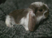 REDUCED Purebred french lops