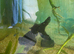 Fancy goldfish
