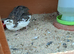 Young quail celedon x tuxedo