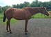 Wreckless (cal) looking for a new home