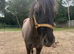 Beautiful blue dun mare