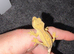 Yellow flame Dalmatian crested gecko baby