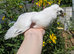 Hand reared fancy young pigeons!