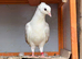 Quality Pigeons for Sale ️