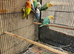 Turquoise opaline lovebirds for sale