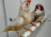 Pair zebra finches for sale