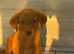 Beautiful red fox labrador girl