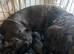 Cocker spaniel