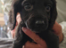 Cocker spaniel pups ready now quick sale