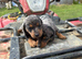 Beautiful dapple dachshund pups dapple tri