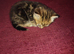 Kittens looking for a new home