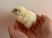 Stunning Hybrid chicks