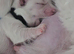 Small maltese puppies for sale