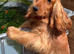 Show cocker spaniel