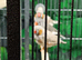4 Zebra Finches 2026 Birds